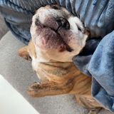 Entry image for Tugboat