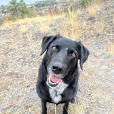 Entry image for Cosmos