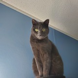 Entry image for Loki