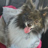 Entry image for Jojo