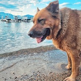 Entry image for Dixie