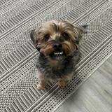 Entry image for Scrubby 