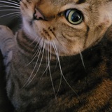 Entry image for Moose 