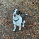 Entry image for Barley