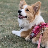 Entry image for Scout