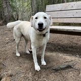 Entry image for Petey