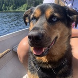 Entry image for Rolo