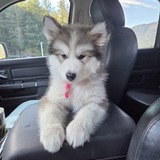 Entry image for Stevie