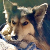 Entry image for Roxy