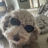 Entry image for Gracie