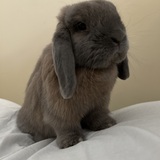 Entry image for Milo