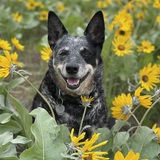 Entry image for DIxie D Roper