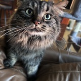 Entry image for Simcoe