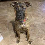 Entry image for Remy