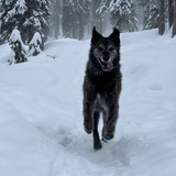 Entry image for Chief