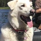 Entry image for Rosie