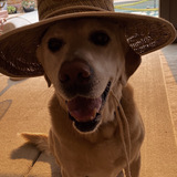 Entry image for Nixon