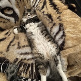 Entry image for Scooby 