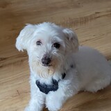 Entry image for Skipper