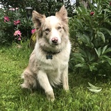 Entry image for Duke