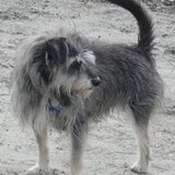 Entry image for Charlie