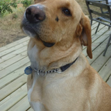 Entry image for Barley