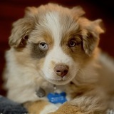 Entry image for Chevie