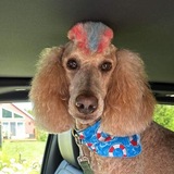 Entry image for Ziggy