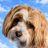 Entry image for Sir Lancelot Aka Lance