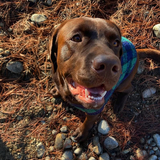 Entry image for Moose