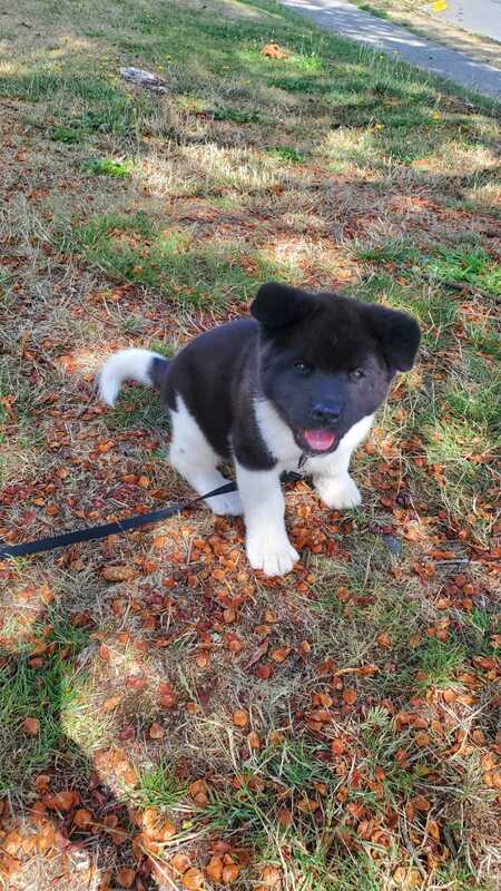 Entry image for Kailani. Clicking this image will show a larger photo