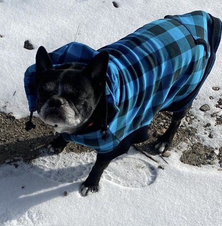 Entry image for Koda. Clicking this image will show a larger photo