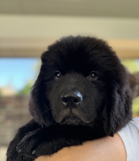 Entry image for Kuma Bear. Clicking this image will show a larger photo