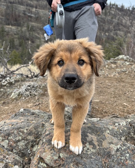 Entry image for Moose. Clicking this image will show a larger photo