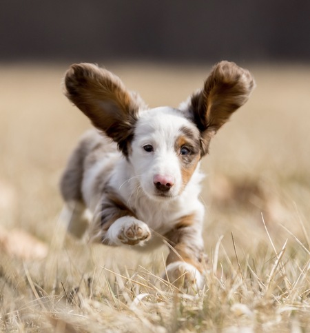 Entry image for Snoopy. Clicking this image will show a larger photo