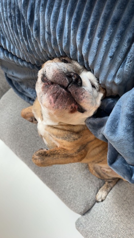 Entry image for Tugboat. Clicking this image will show a larger photo