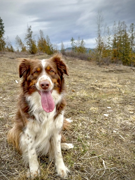 Entry image for Ruby. Clicking this image will show a larger photo