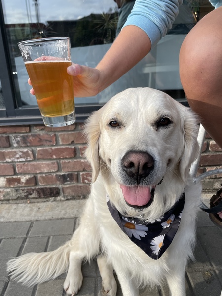 Entry image for Maisie. Clicking this image will show a larger photo