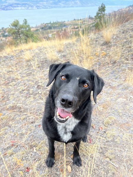 Entry image for Cosmos. Clicking this image will show a larger photo