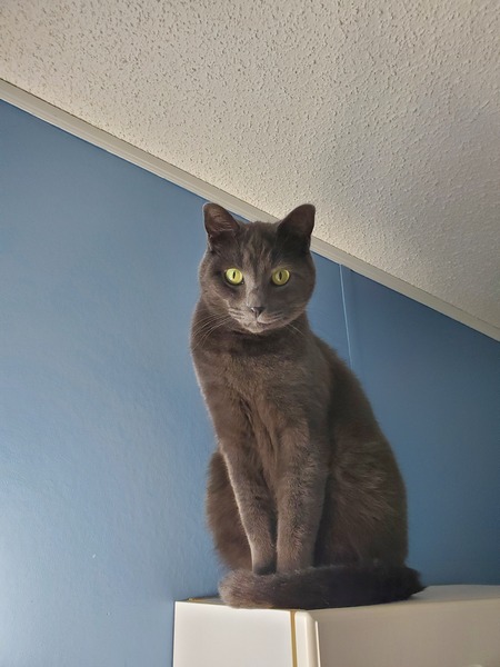 Entry image for Loki. Clicking this image will show a larger photo