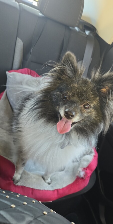 Entry image for Jojo. Clicking this image will show a larger photo