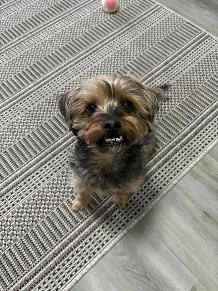 Entry image for Scrubby . Clicking this image will show a larger photo