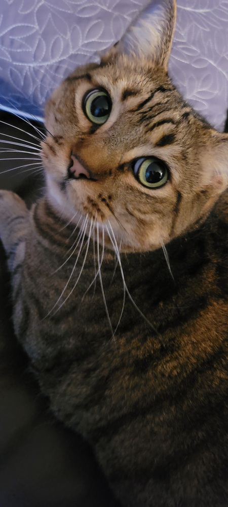 Entry image for Moose . Clicking this image will show a larger photo