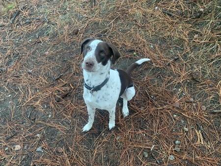 Entry image for Barley. Clicking this image will show a larger photo