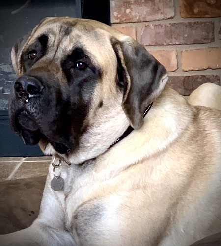 Entry image for Jax. Clicking this image will show a larger photo