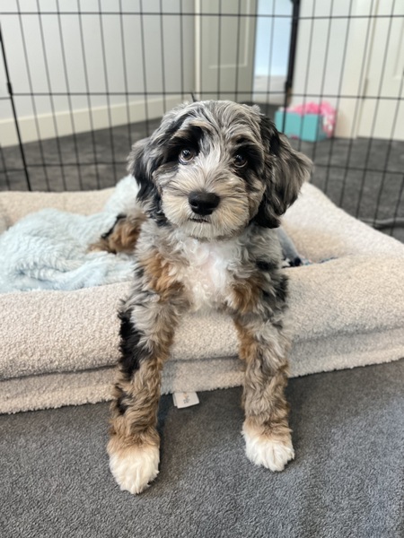 Entry image for Jax. Clicking this image will show a larger photo