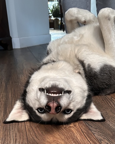 Entry image for Tori. Clicking this image will show a larger photo