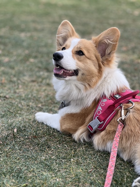 Entry image for Scout. Clicking this image will show a larger photo