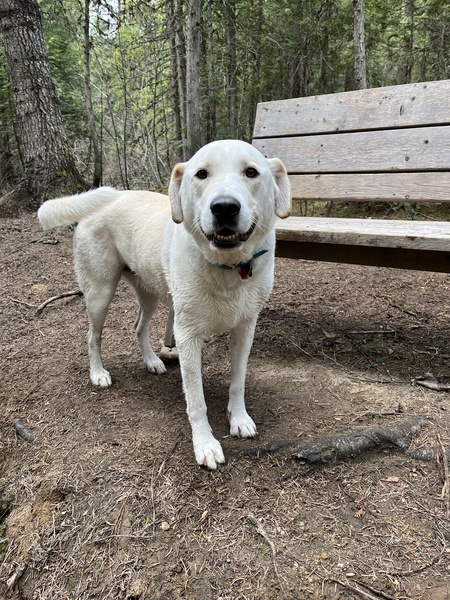 Entry image for Petey. Clicking this image will show a larger photo