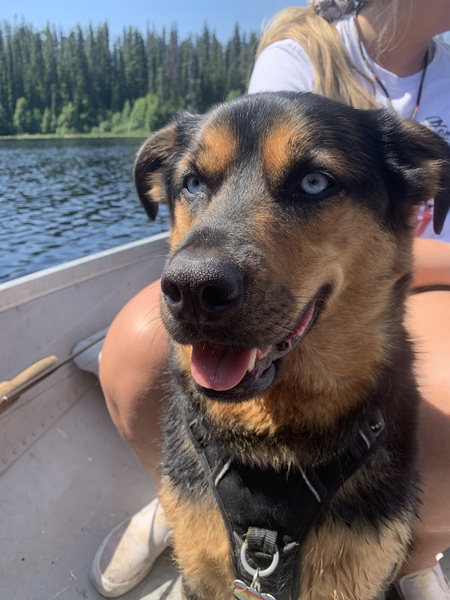 Entry image for Rolo. Clicking this image will show a larger photo